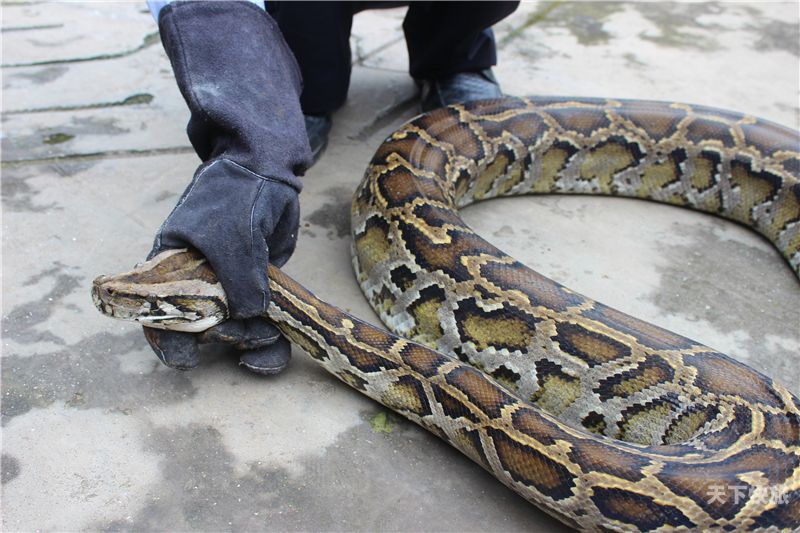 苏州动物园蟒蛇（苏州动物园蟒蛇成精）