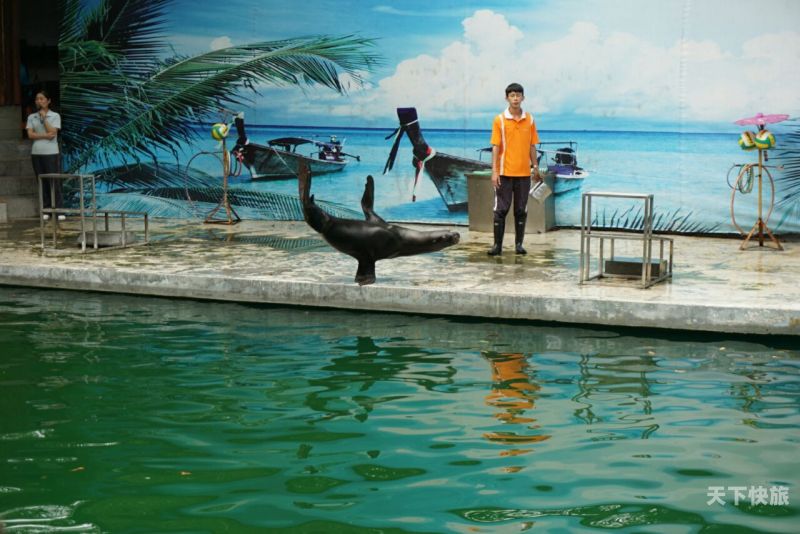 杭州动物园海狮跳水（杭州动物园 海狮表演）